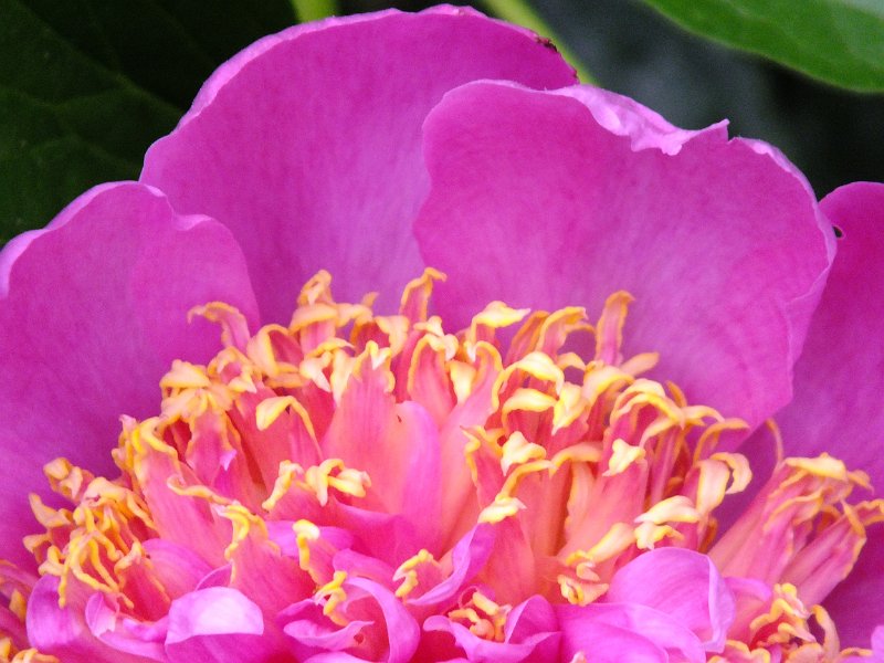 peony14 (8)